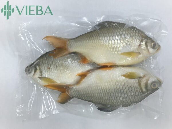 Vieba Puti fish Tinfoil barb fish WR Ca he