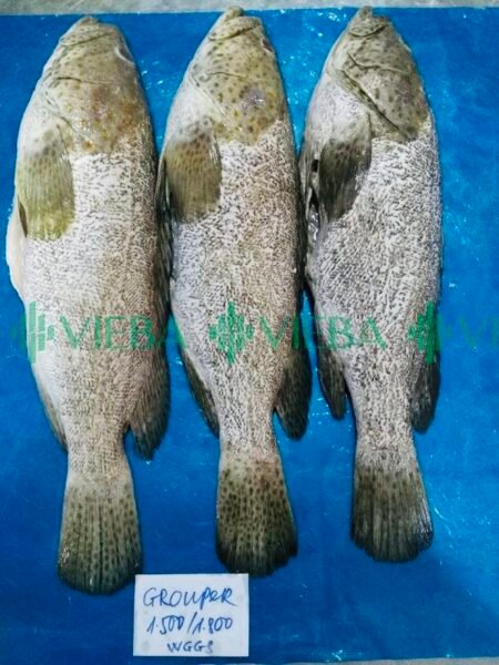 Grouper WGGS Ca mu nguyen con lam sach phi le