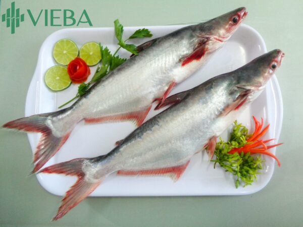 Vieba Pangasius whole round Cá tra nguyên con